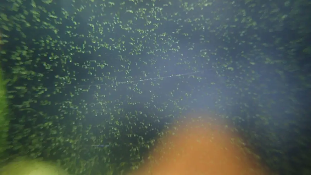Close up of algae