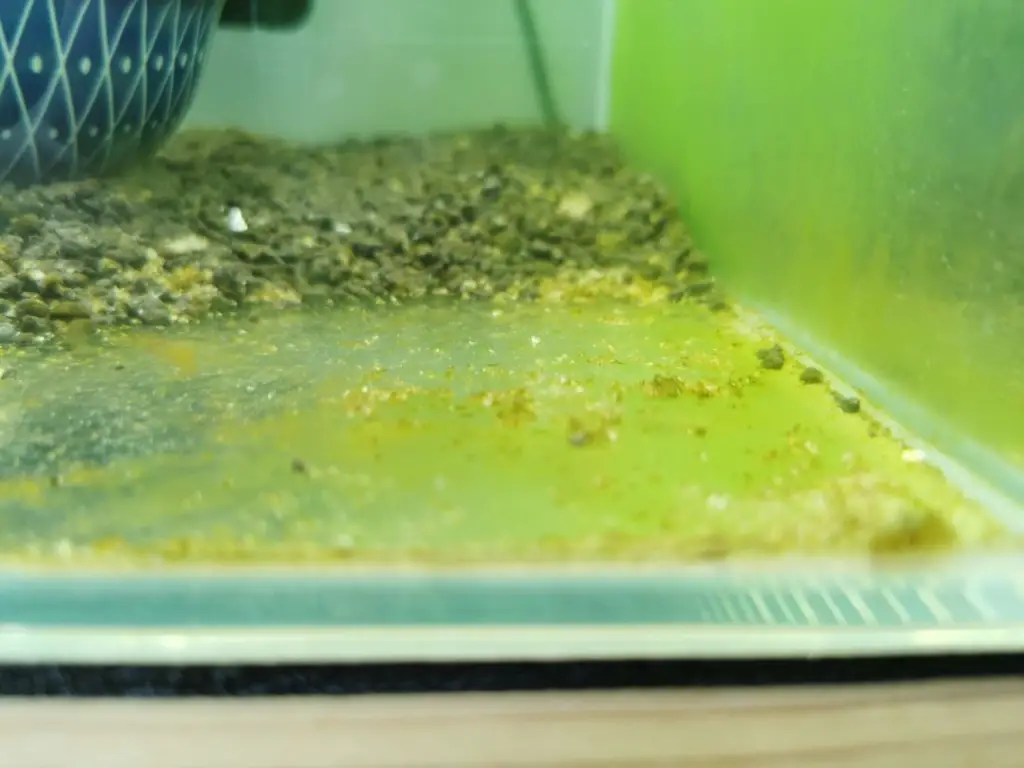 green algae on floor of tank with mycelium 