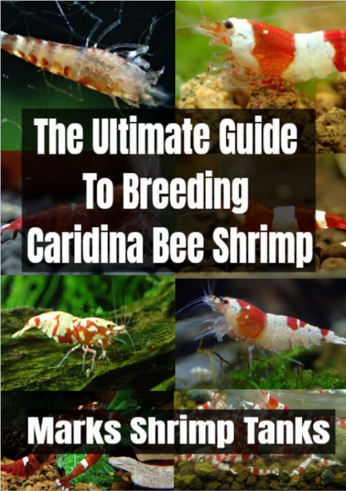 The Ultimate Guide To Breeding Caridina Bee Shrimp 